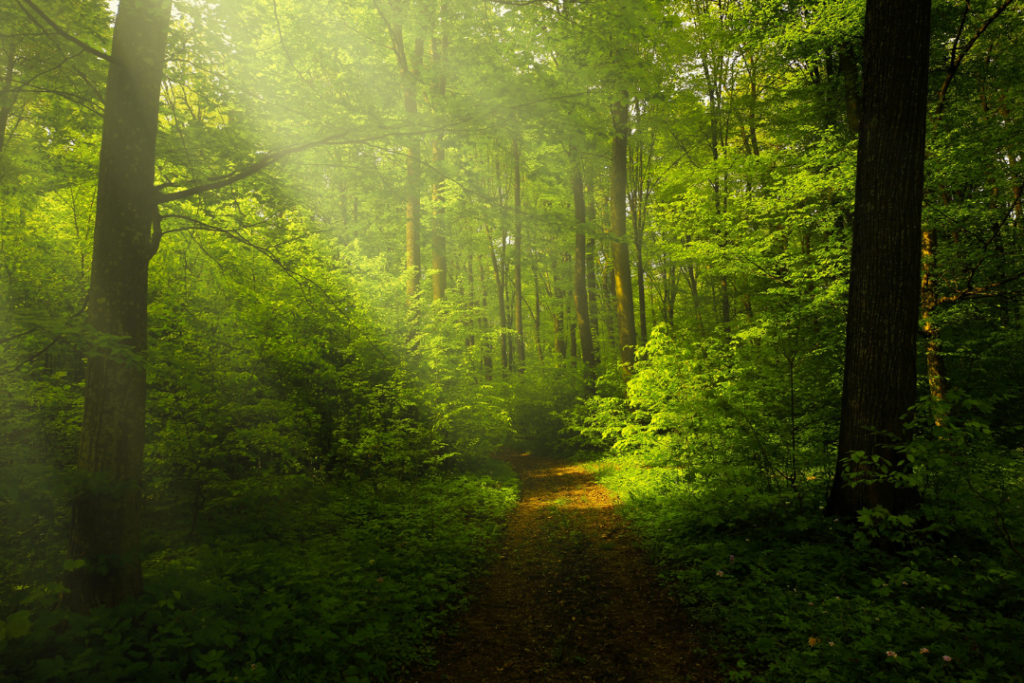 "Verde em inglês a cor da natureza"