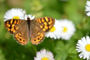 Borboleta em inglês