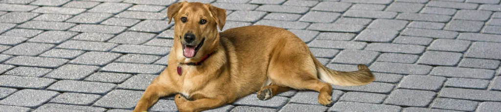 "cachorro em inglês"