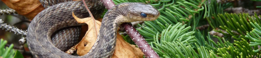 "Cobra em inglês"