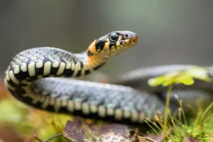 cobra em inglês