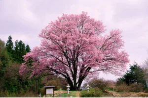 primavera em inglês